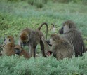 Two adult female baboons groom together while an adult male and several offspring rest nearby.